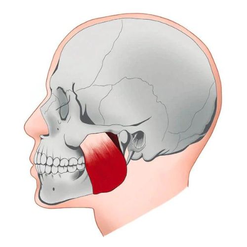 Jaw muscle anatomy illustration showing facial exercise target areas