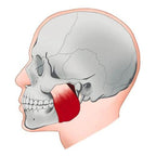 Jaw muscle anatomy illustration showing facial exercise target areas